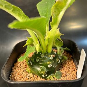 ドルステニア フォエチダ Dorstenia foetida monster 実生 多肉植物 の画像2