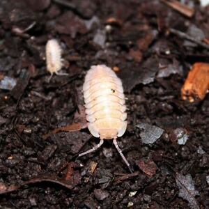  Armadillidium pallasii 'Corfu'国内CBベビー10匹　ダンゴムシ　ワラジムシ