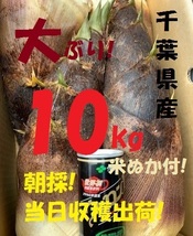 お得10kg 送料無料! 千葉県産 朝採! ぬか付 大ぶり やわらかい 筍　美味しい! 天然物 　タケノコ 当日収穫発送 新鮮_画像3