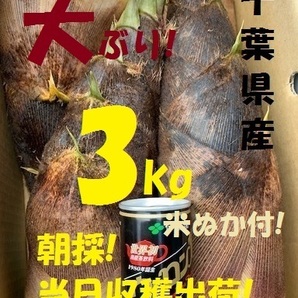 お得3kg 送料無料! 千葉県産 朝採! ぬか付 大ぶり やわらかい 筍 美味しい! 天然物 タケノコ 当日収穫発送 新鮮の画像3
