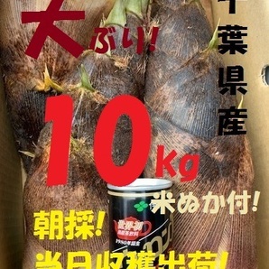 お得10kg 送料無料! 千葉県産 朝採! ぬか付 大ぶり やわらかい 筍 美味しい! 天然物  タケノコ 当日収穫発送 新鮮の画像3
