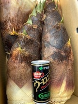 お得10kg 送料無料! 千葉県産 朝採! ぬか付 大ぶり やわらかい 筍　美味しい! 天然物 　タケノコ 当日収穫発送 新鮮_画像4