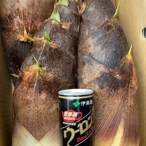 お得10kg 送料無料! 千葉県産 朝採! ぬか付 大ぶり やわらかい 筍 美味しい! 天然物  タケノコ 当日収穫発送  新鮮の画像4