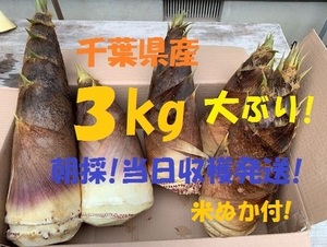 お得3kg 送料無料! 千葉県産 朝採! ぬか付 大ぶり やわらかい 筍 美味しい! 天然物 タケノコ 当日収穫発送 新鮮