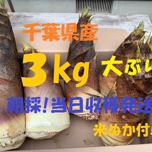 お得3kg 送料無料! 千葉県産 朝採! ぬか付 大ぶり やわらかい 筍 美味しい! 天然物 タケノコ 当日収穫発送　 新鮮