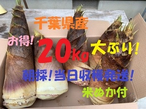 お得20kg 送料無料! 千葉県産 朝採! ぬか付 大ぶり やわらかい 筍　美味しい! 天然物 タケノコ 当日収穫発送 新鮮