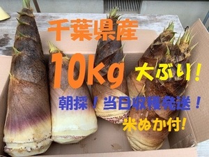 お得10kg 送料無料! 千葉県産 朝採! ぬか付 大ぶり やわらかい 筍　美味しい! 天然物 　タケノコ 当日収穫発送 新鮮