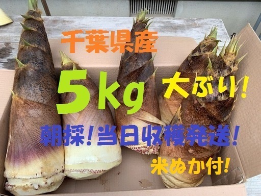 お得5kg 送料無料! 千葉県産 朝採! ぬか付 大ぶり やわらかい 筍 美味しい! 天然物 タケノコ 当日収穫発送 新鮮