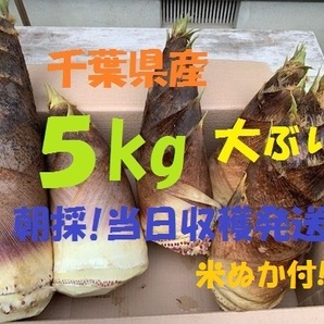 お得5kg 送料無料! 千葉県産 朝採! ぬか付 大ぶり やわらかい 筍 美味しい! 天然物 タケノコ 当日収穫発送 新鮮の画像1