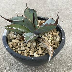 アガベ チタノタ ブルー Agave titanota の画像5