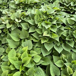 さつまいも 切苗 紅あずま 100本 ベニアズマの画像1