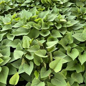 さつまいも 切苗 紅あずま 100本 ベニアズマの画像3