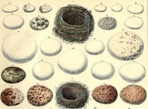1843年 Oken 博物図鑑 手彩色 鋼版画 大判 ツバメ ワシミミズク チョウゲンボウ ハヤブサ オオタカ 卵 巣など36種 博物画_画像2