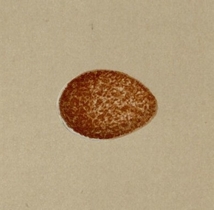 1896年 Morris 英国鳥類の巣と卵の自然史 木版画 セキレイ科 タヒバリ属 ムネアカタヒバリ 卵 博物画_画像2