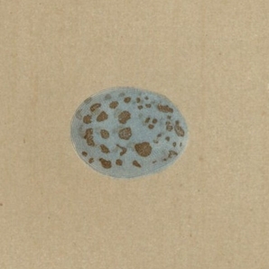 1896年 Morris 英国鳥類の巣と卵の自然史 木版画 ホオジロ科 カシラダカ Rustic Bunting コホオアカ Little Bunting 卵 博物画の画像3