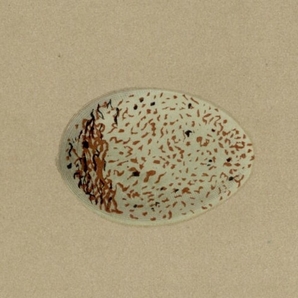 1896年 Morris 英国の鳥類 木版画 カッコウ科 マダラカンムリカッコウ ヨタカ科 アカエリヨタカ 卵 博物画の画像2