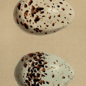 1896年 Morris 英国鳥類の巣と卵の自然史 木版画 カモメ科 ワライカモメ Laughing Gull ミツユビカモメ Kittiwake 卵 博物画の画像3
