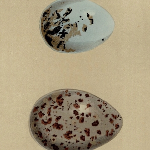 1896年 Morris 英国鳥類の巣と卵の自然史 木版画 カモメ科 チャガシラカモメ Masked Gull ユリカモメ Black-Headed Gull 卵 博物画の画像3