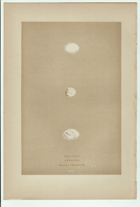 1896年 Morris 英国の鳥類 木版画 アリスイ キバシリ カベバシリ 卵 博物画