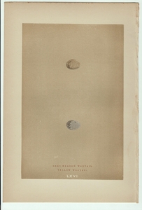 1896年 Morris 英国の鳥類 木版画 セキレイ科 セキレイ属 ツメナガセキレイ 卵 博物画