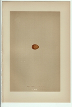 1896年 Morris 英国鳥類の巣と卵の自然史 木版画 セキレイ科 タヒバリ属 ムネアカタヒバリ 卵 博物画_画像1