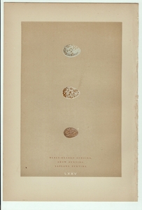 1896年 Morris 英国鳥類の巣と卵の自然史 木版画 ズグロチャキンチョウ ユキホオジロ ツメナガホオジロ 卵 博物画