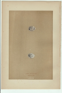 1896年 Morris 英国鳥類の巣と卵の自然史 木版画 ホオジロ科 ノドグロアオジ Cirl Bunting ズアオホオジロ Ortolan 卵 博物画