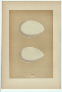 1896年 Morris 英国鳥類の巣と卵の自然史 木版画 カモ科 カオジロガン コクガン 卵 博物画