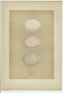 1896年 Morris 英国鳥類の巣と卵の自然史 木版画 カモ科 ハシビロガモ オカヨシガモ オナガガモ 卵 博物画