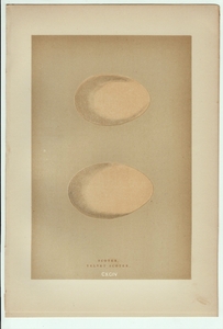 1896年 Morris 英国鳥類の巣と卵の自然史 木版画 カモ科 ヨーロッパクロガモ ヨーロッパビロードキンクロ 卵 博物画