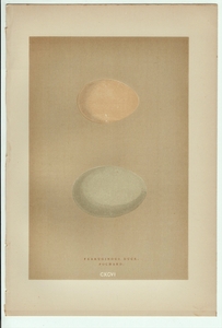 1896年 Morris 英国鳥類の巣と卵の自然史 木版画 カモ科 メジロガモ Ferruginous Duck ホシハジロ Pochard 卵 博物画