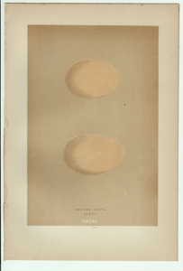 1896年 Morris 英国鳥類の巣と卵の自然史 木版画 カモ科 キンクロハジロ Tufted Duck スズガモ Scaup 卵 博物画