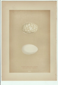 1896年 Morris 英国鳥類の巣と卵の自然史 木版画 カイツブリ科 カンムリカイツブリ アカエリカイツブリ 卵 博物画