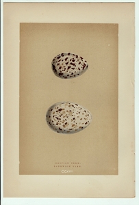 1896年 Morris 英国鳥類の巣と卵の自然史 木版画 カモメ科 オニアジサシ サンドイッチアジサシ 卵 博物画