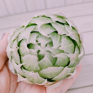 ハオルチア　ロックウッディ②Haworthia lockwoodii ハオルチア 多肉植物