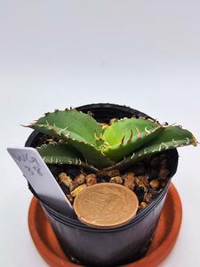 WG38 gold .( agave chitanota)