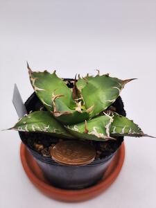 CS74si- The -*..( agave chitanota)