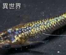 【異世界】黄金 ネプチューン 稚魚10匹 、本家サバンナ様血統 、めだか、秀丸めだか様系列、_画像2