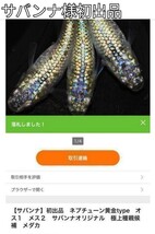 【異世界】黄金 ネプチューン 稚魚10匹 、本家サバンナ様血統 、めだか、秀丸めだか様系列！_画像3