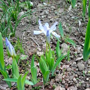 コアヤメ(イリス・クリスタータ) 株分け苗