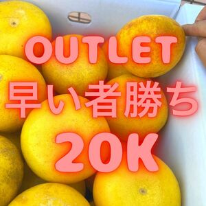 土佐文旦　サイズおまかせ　アウトレットSALE 20キロ　111