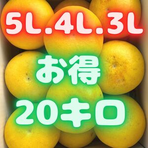 【限定9箱】早い者勝ち！　文旦　柑橘類　20キロ　03