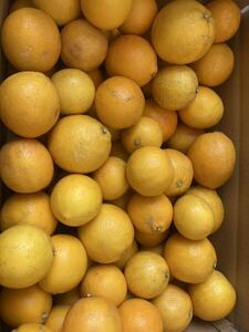 レモン　国産　20kg ラスト