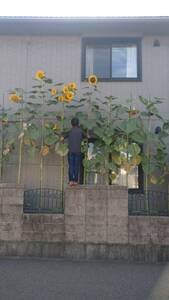  super huge sunflower Sanji la. kind 15 bead sunflower kind 4m super *④
