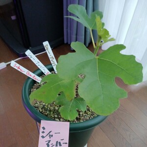  car - amber!!.. sale!! 1 pcs limited goods. please.ichi axis sapling 1 seedling.