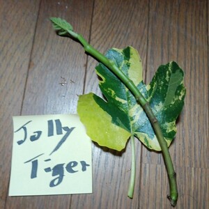 ジョリータイガー穂木１本です。イチジク穂木１。