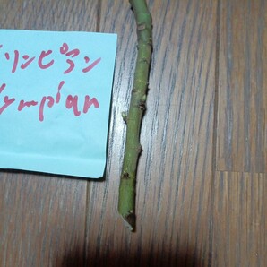 オリンピアン穂木１本です。イチジク穂木１。の画像3