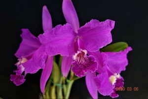 洋蘭原種カトレア C.lueddemanniana rubra ' Camila ' (OG) の分け株です