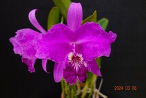 洋蘭原種カトレア C.lueddemanniana rubra ' Camila ' (OG) の分け株です_画像3