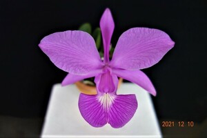 洋蘭原種カトレア C.walkeriana tipo ' Twin Lip ' (JP) (OG) 写真の花が咲いた分け株です